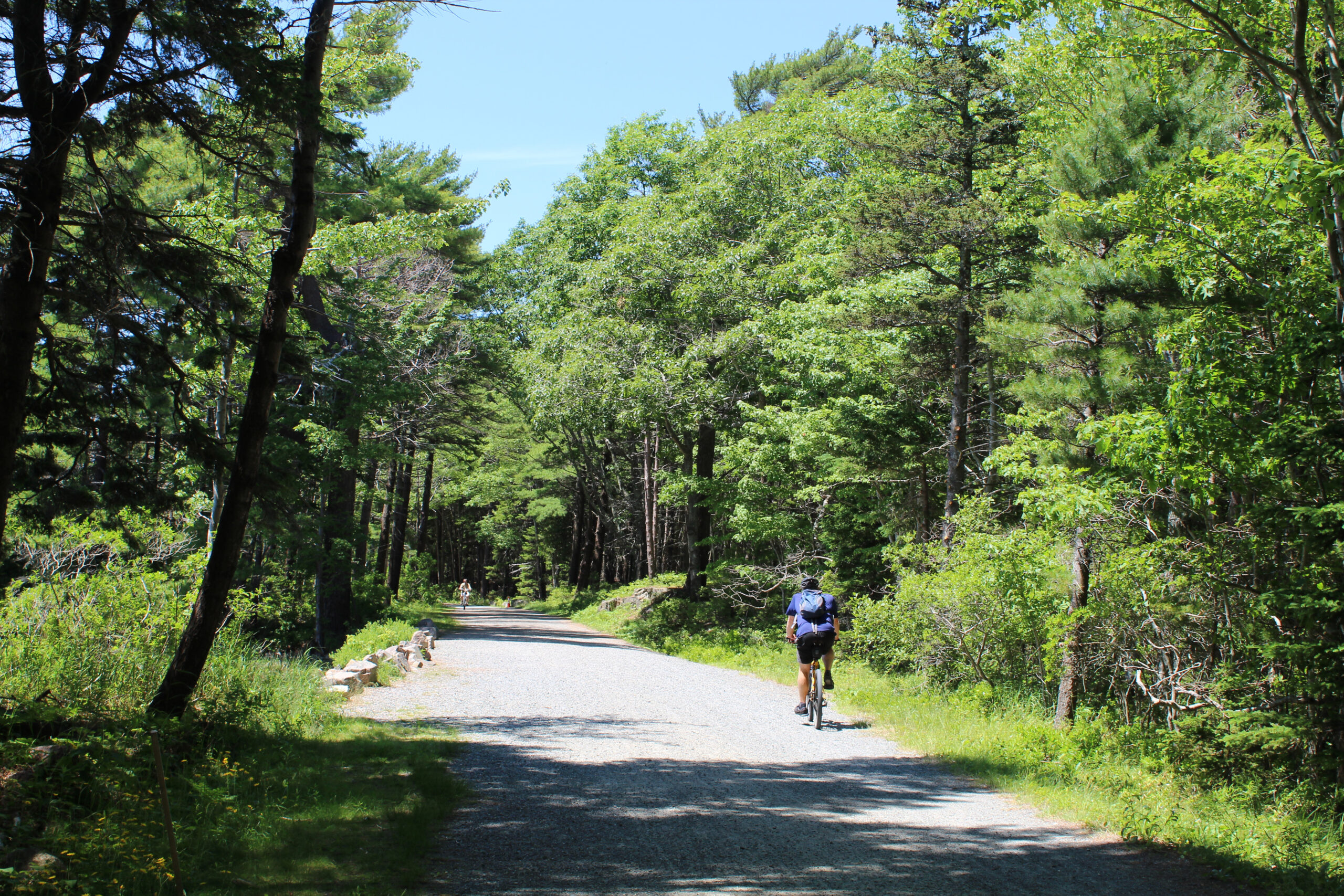 Cycliste dans une Forêt des Cévennes, Lozère